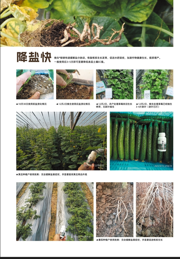 金敦福 | 创立可一连莳植业