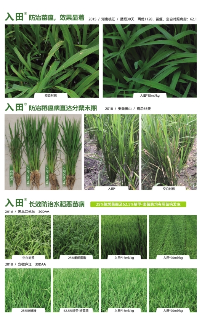 金敦福 | 创立可一连莳植业